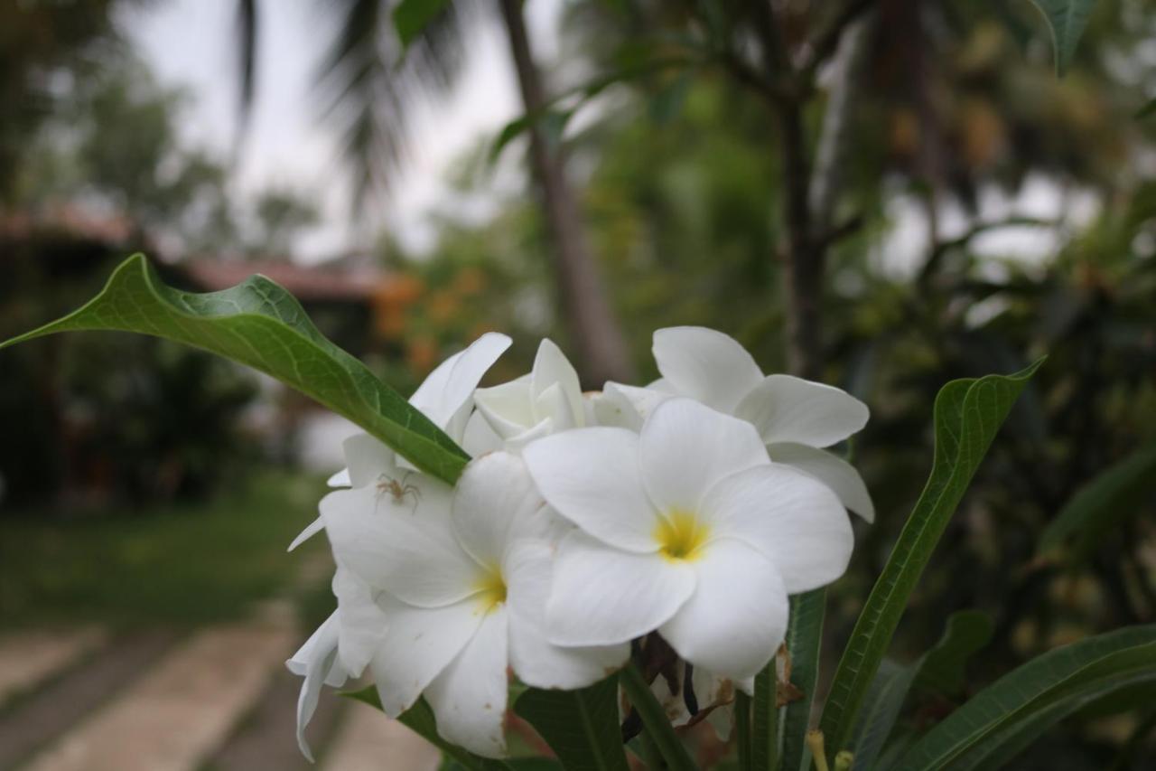 Вилла Coconut Island Тангалла Экстерьер фото